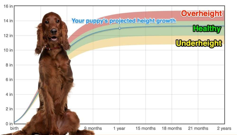 Irish Setter Height+Growth Chart How Tall Will My Irish Setter Grow